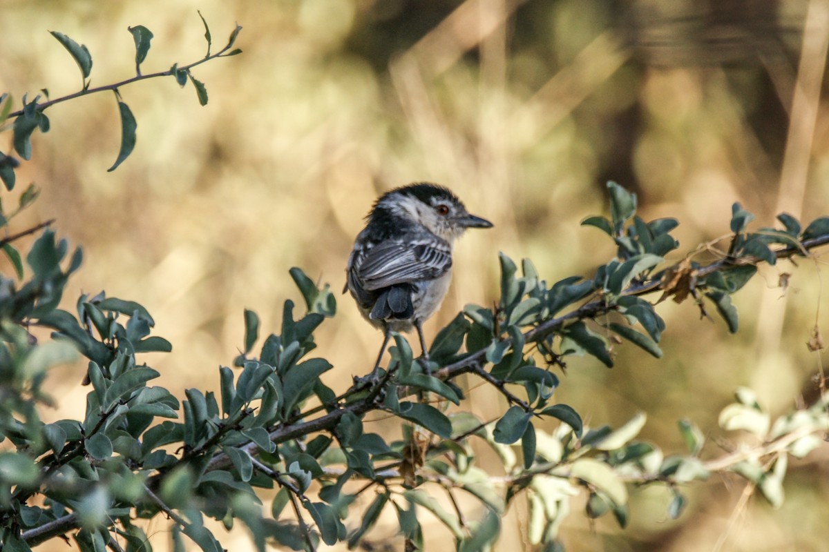 Black-backed Puffback - ML638238803