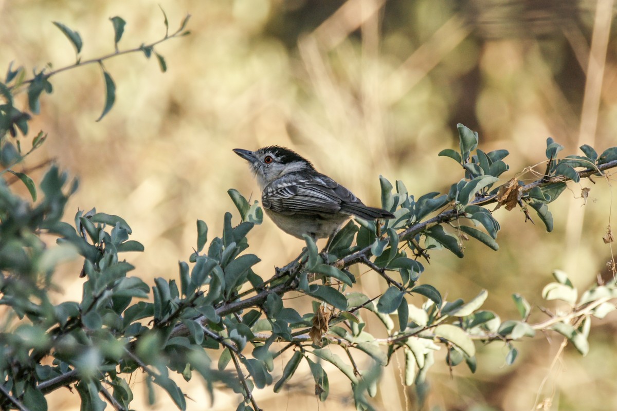 Black-backed Puffback - ML638238804