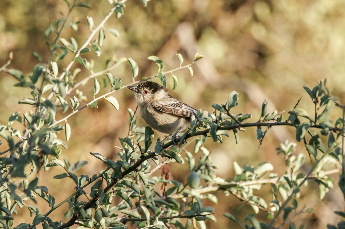 Black-backed Puffback - ML638238806
