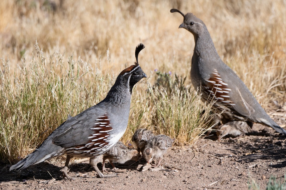 Gambel's Quail - ML638238818