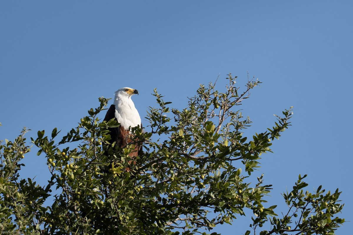 African Fish-Eagle - ML638238831