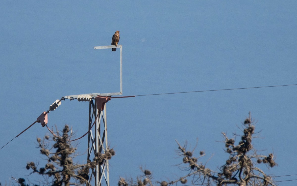 Common Buzzard - ML638238835