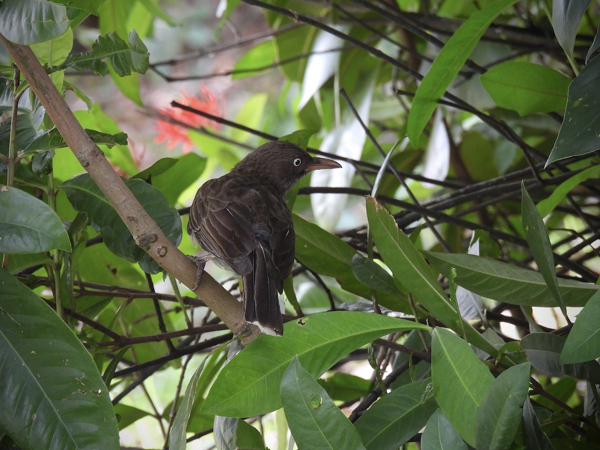 Pearly-eyed Thrasher - ML638238841