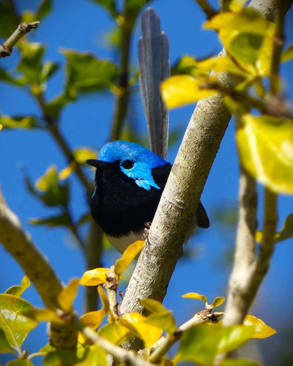 Variegated Fairywren - ML638238908