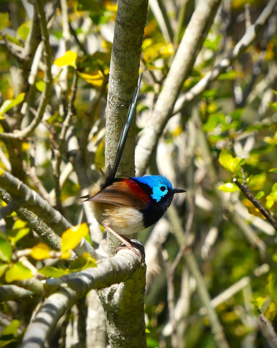 Variegated Fairywren - ML638238909