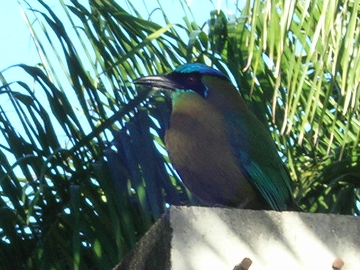 Lesson's Motmot - ML638238919