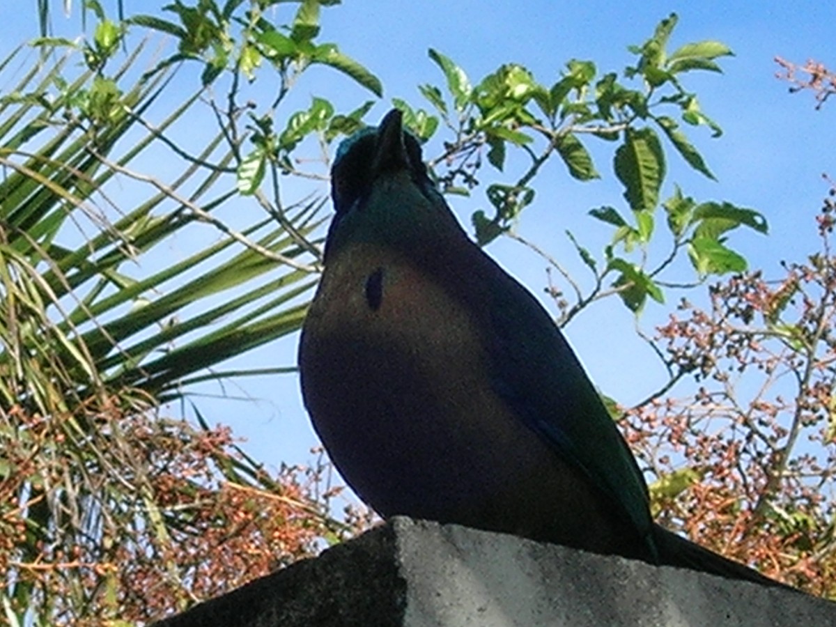 Lesson's Motmot - ML638238921