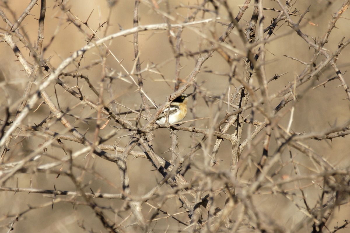 Pririt Batis - ML638238925