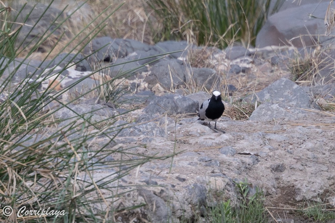 Blacksmith Lapwing - ML638238952