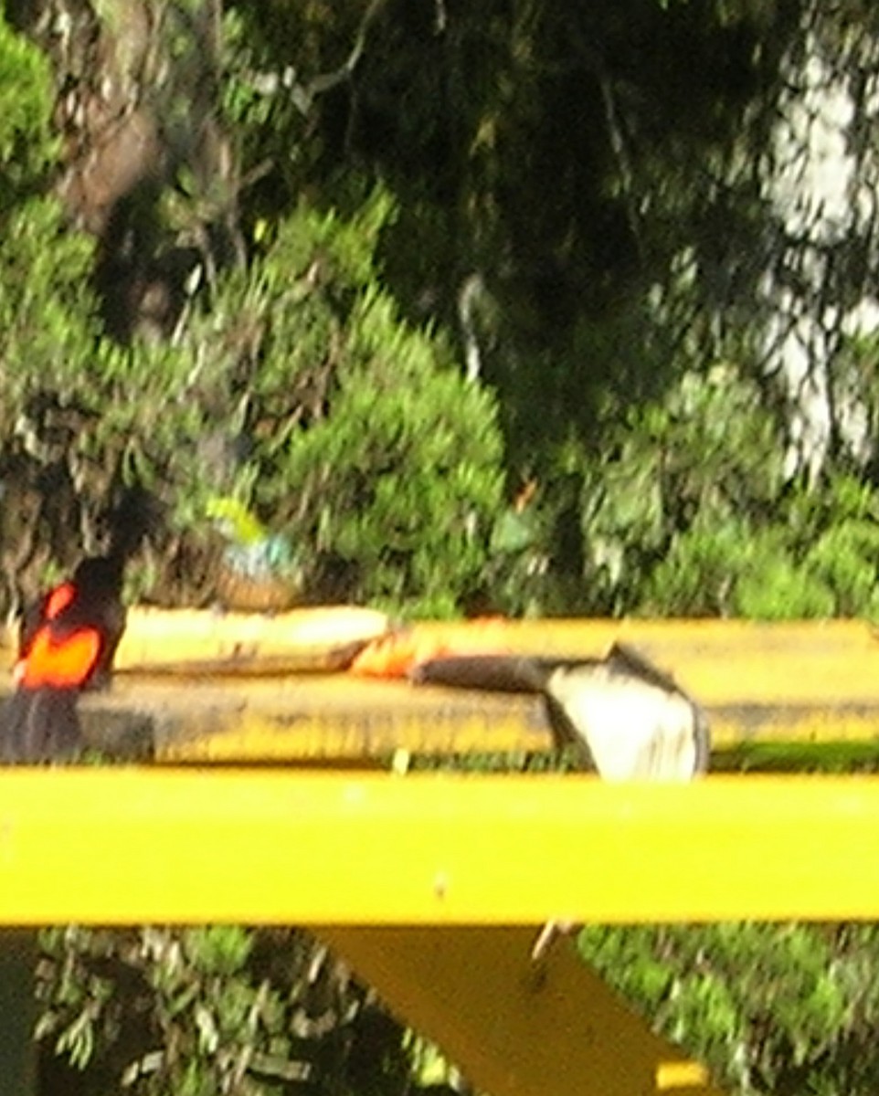 Scarlet-rumped Tanager - ML638238981