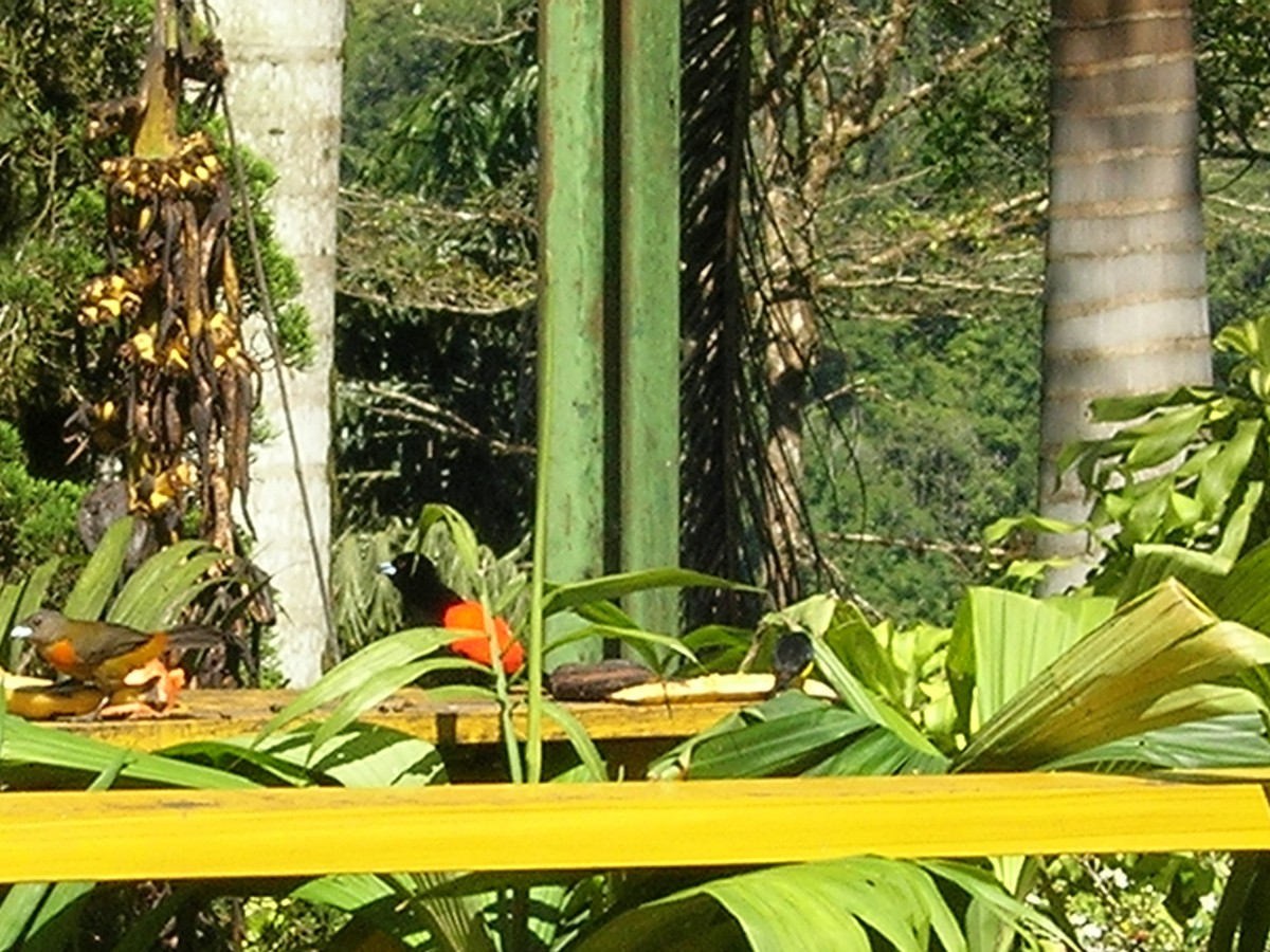 Scarlet-rumped Tanager - ML638238983