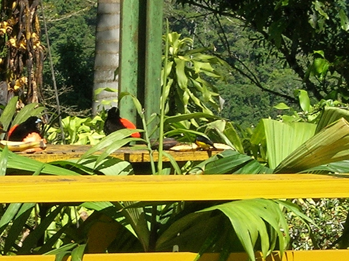 Scarlet-rumped Tanager - ML638238984
