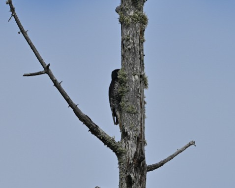 Black-backed Woodpecker - ML638238985
