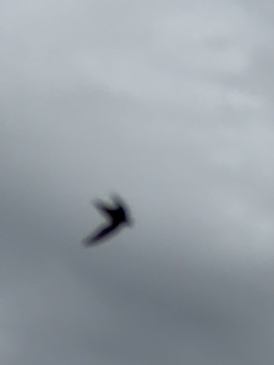 Chimney Swift - ML638238991