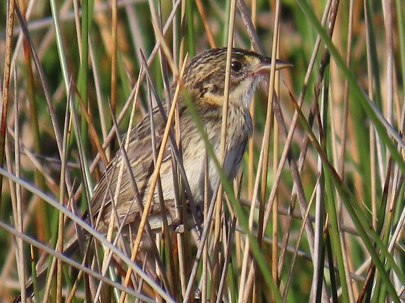 Seaside Sparrow - ML638238996