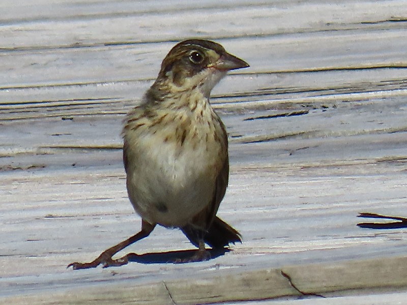 Seaside Sparrow - ML638238998