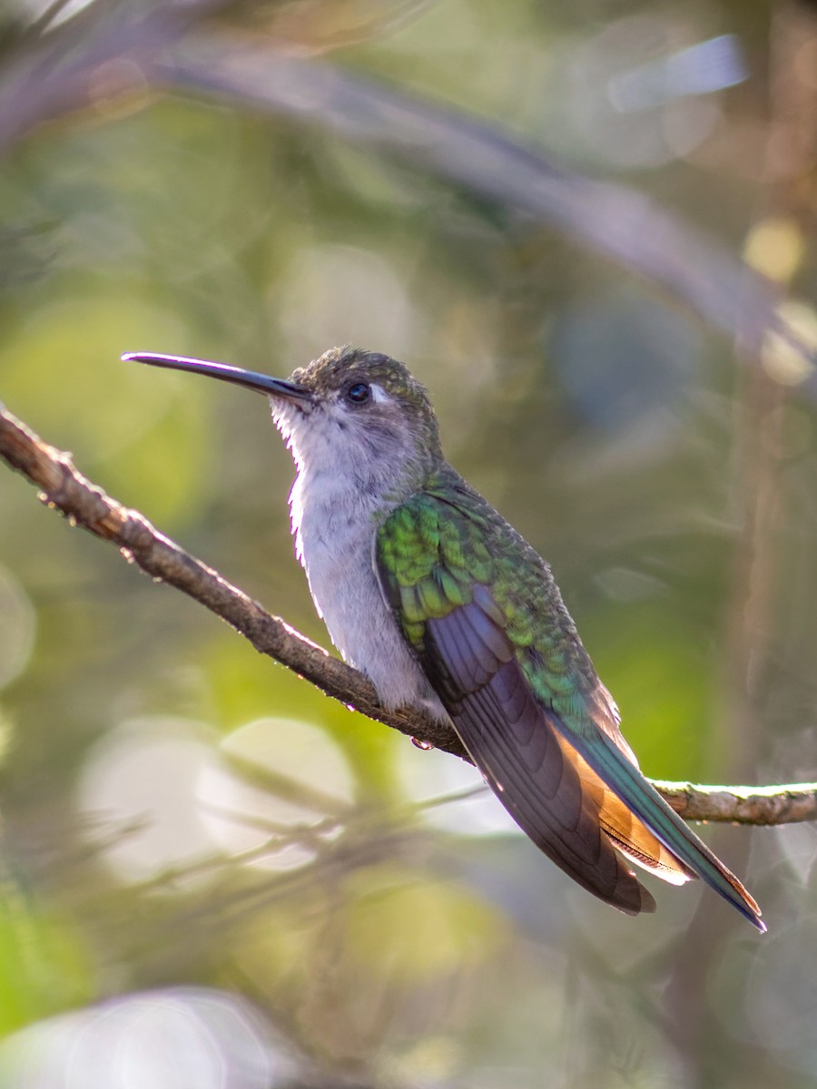 Diamantina Sabrewing - ML638239006