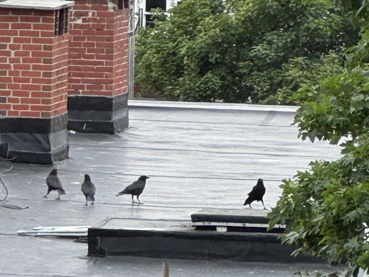 American Crow - ML638239010