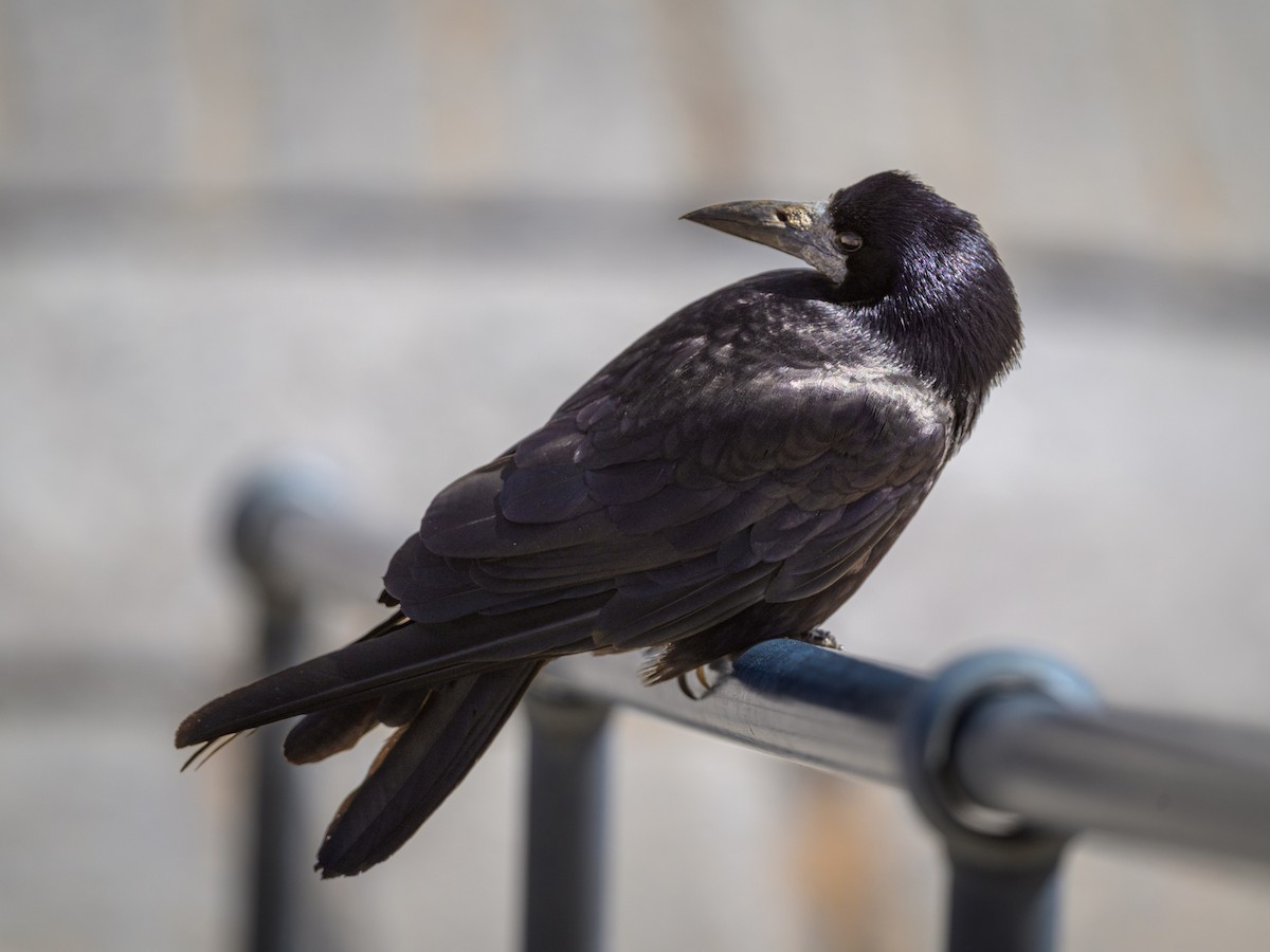 Rook - ML638239015