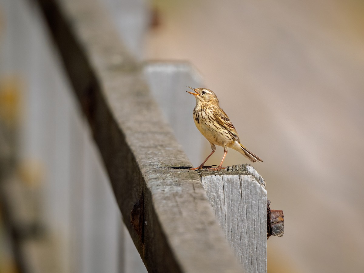 Meadow Pipit - ML638239035
