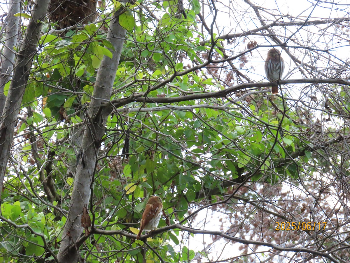 Ferruginous Pygmy-Owl - ML638239040