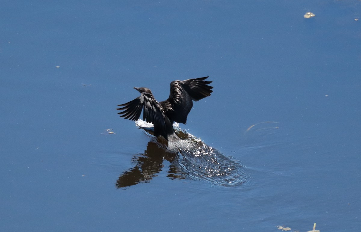 Pygmy Cormorant - ML638239041