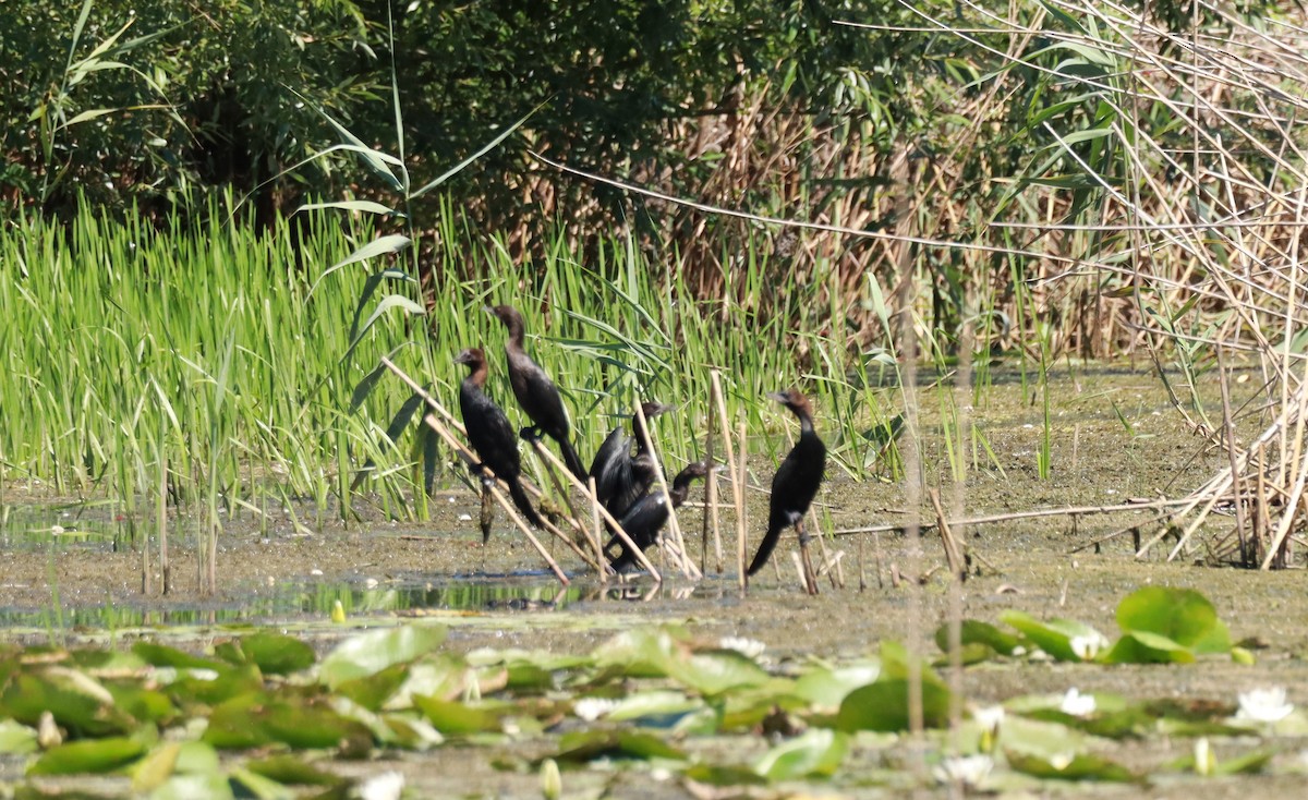 Pygmy Cormorant - ML638239042