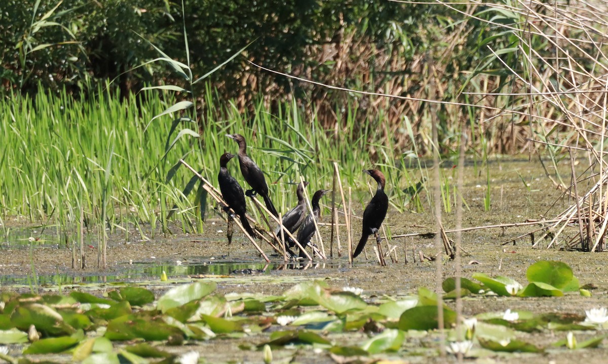 Pygmy Cormorant - ML638239043