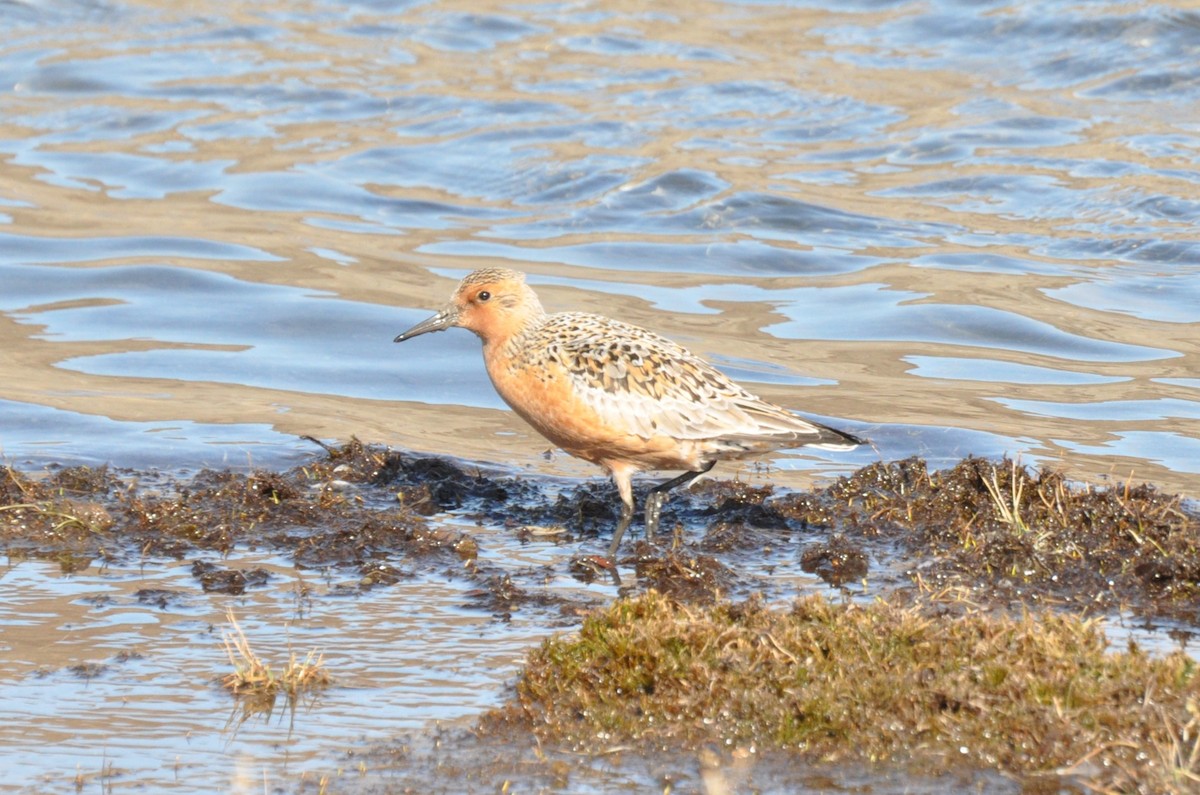 Red Knot - ML638239062