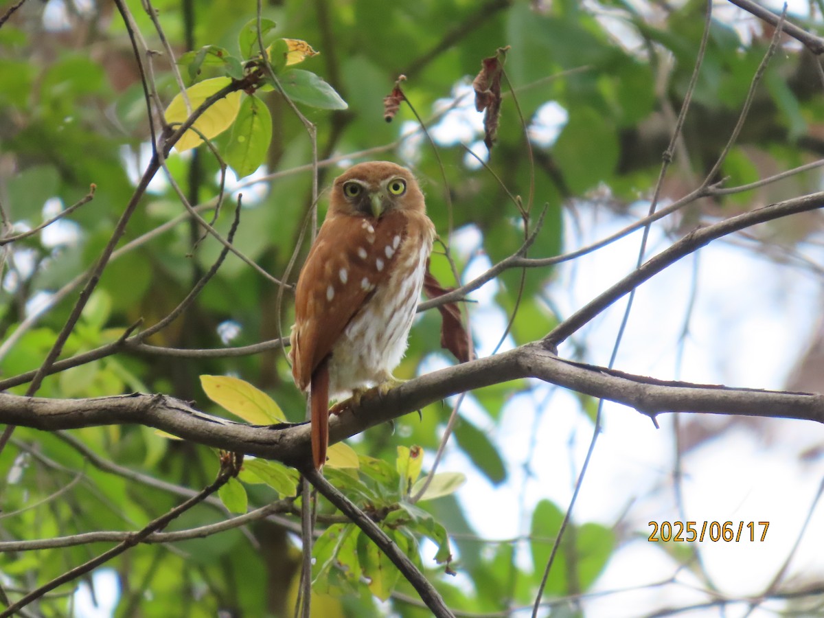 Ferruginous Pygmy-Owl - ML638239064