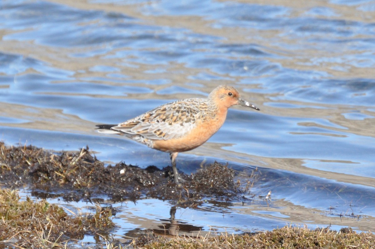 Red Knot - ML638239065