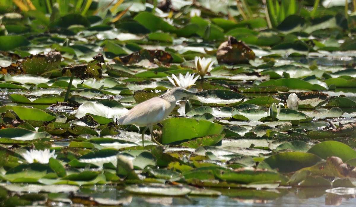 Squacco Heron - ML638239067