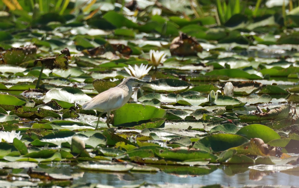 Squacco Heron - ML638239068