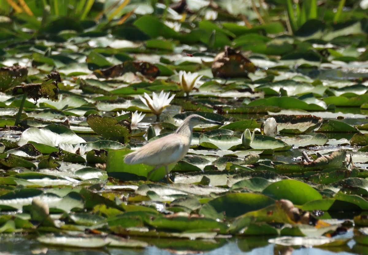 Squacco Heron - ML638239069