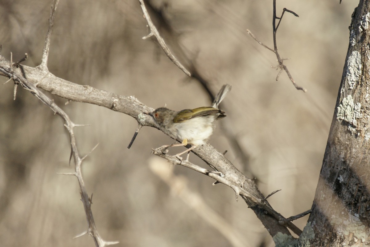 Green-backed Camaroptera - ML638239097