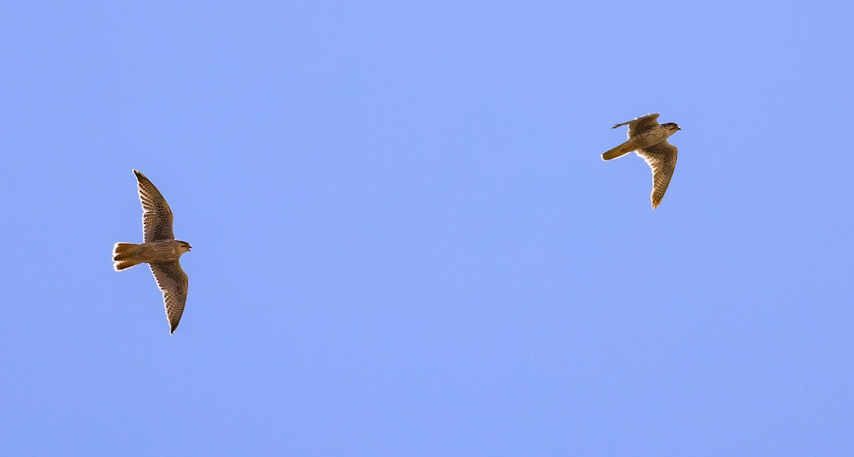 Prairie Falcon - ML638239100