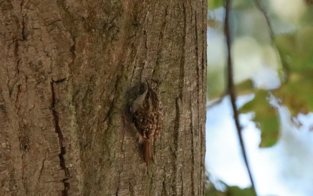 Short-toed Treecreeper - ML638239121