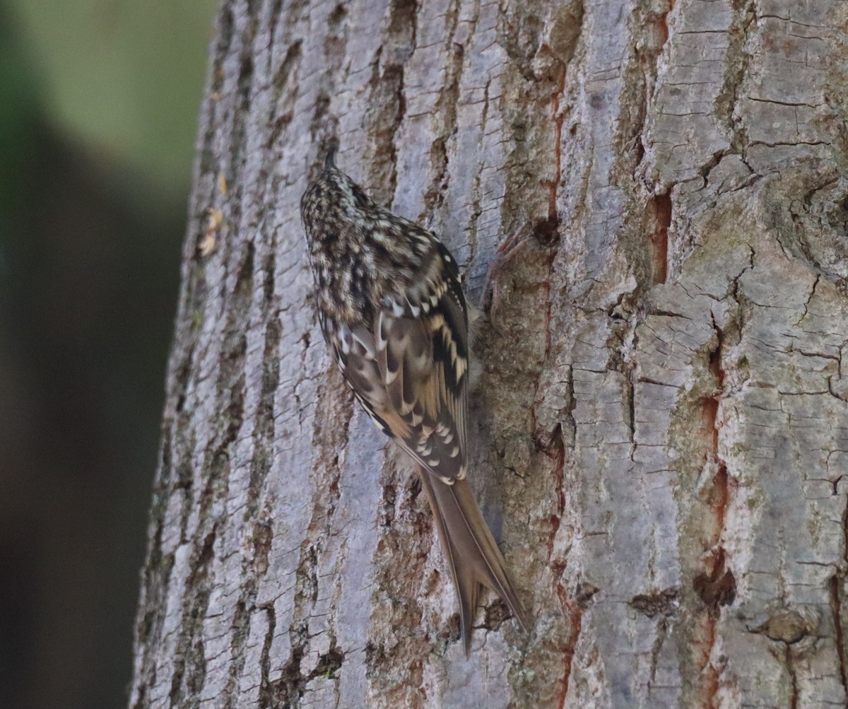 Short-toed Treecreeper - ML638239123