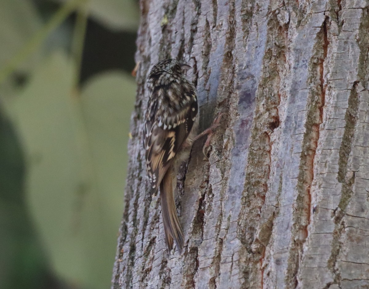 Short-toed Treecreeper - ML638239124