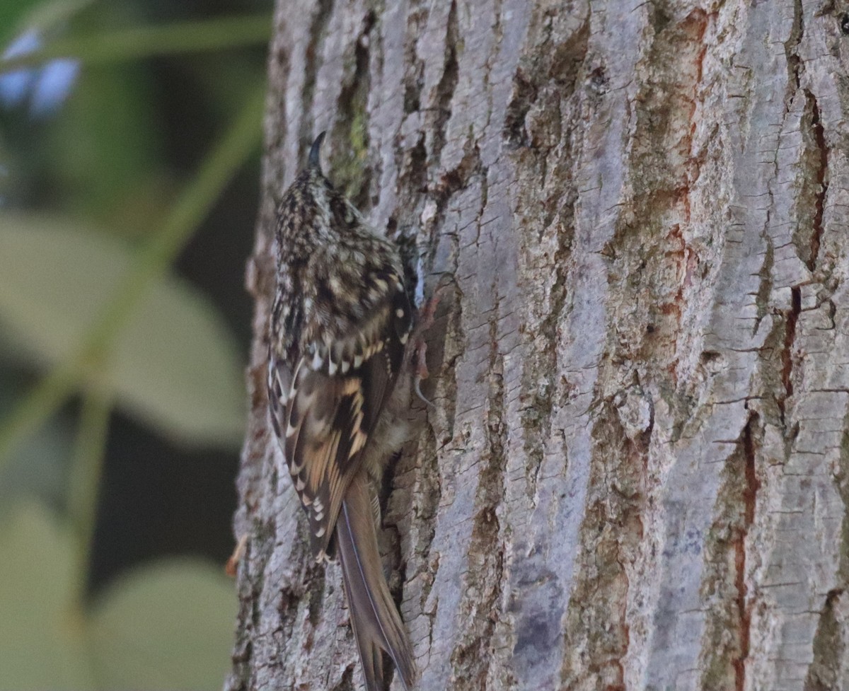 Short-toed Treecreeper - ML638239125