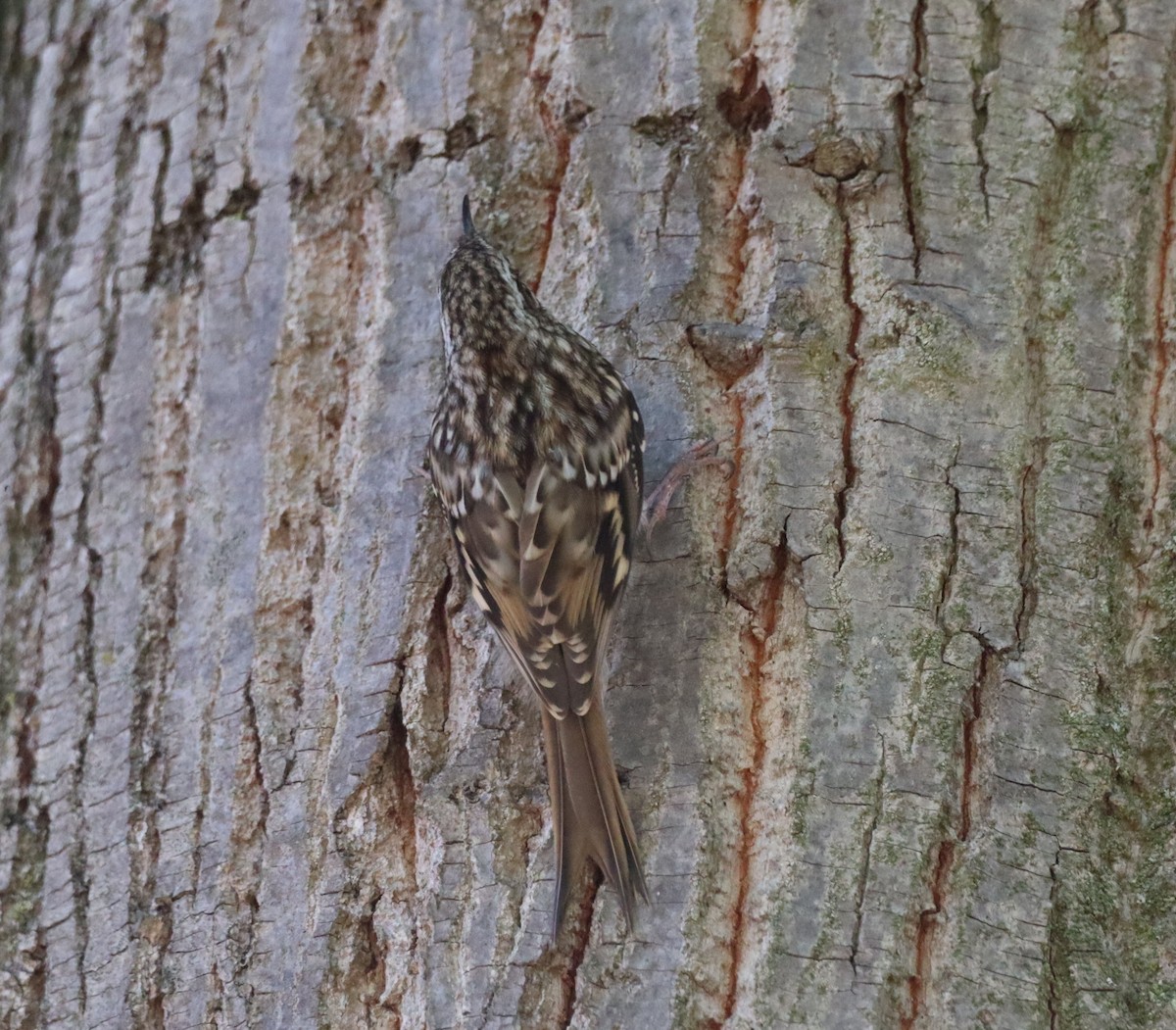 Short-toed Treecreeper - ML638239127