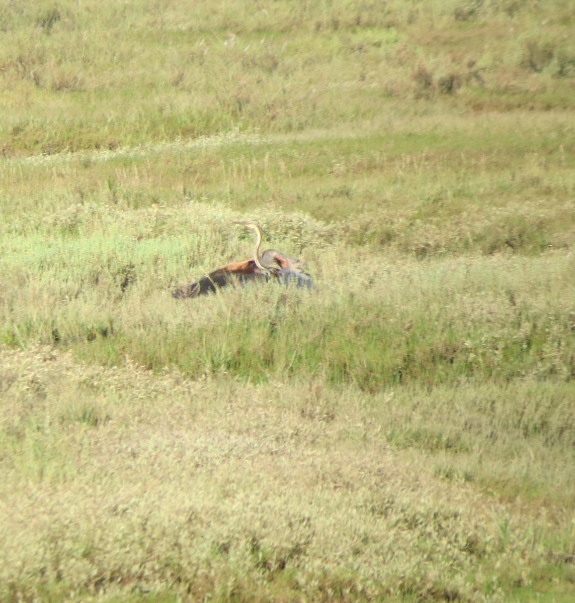 Purple Heron - ML638239135