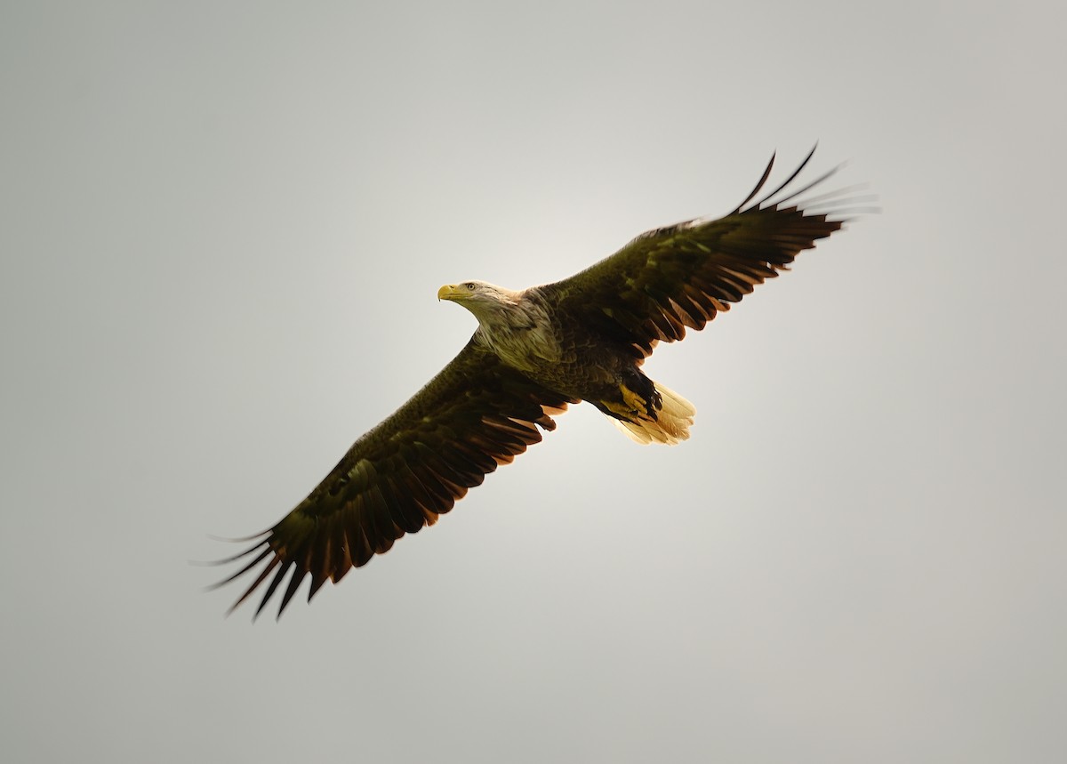 White-tailed Eagle - ML638239141