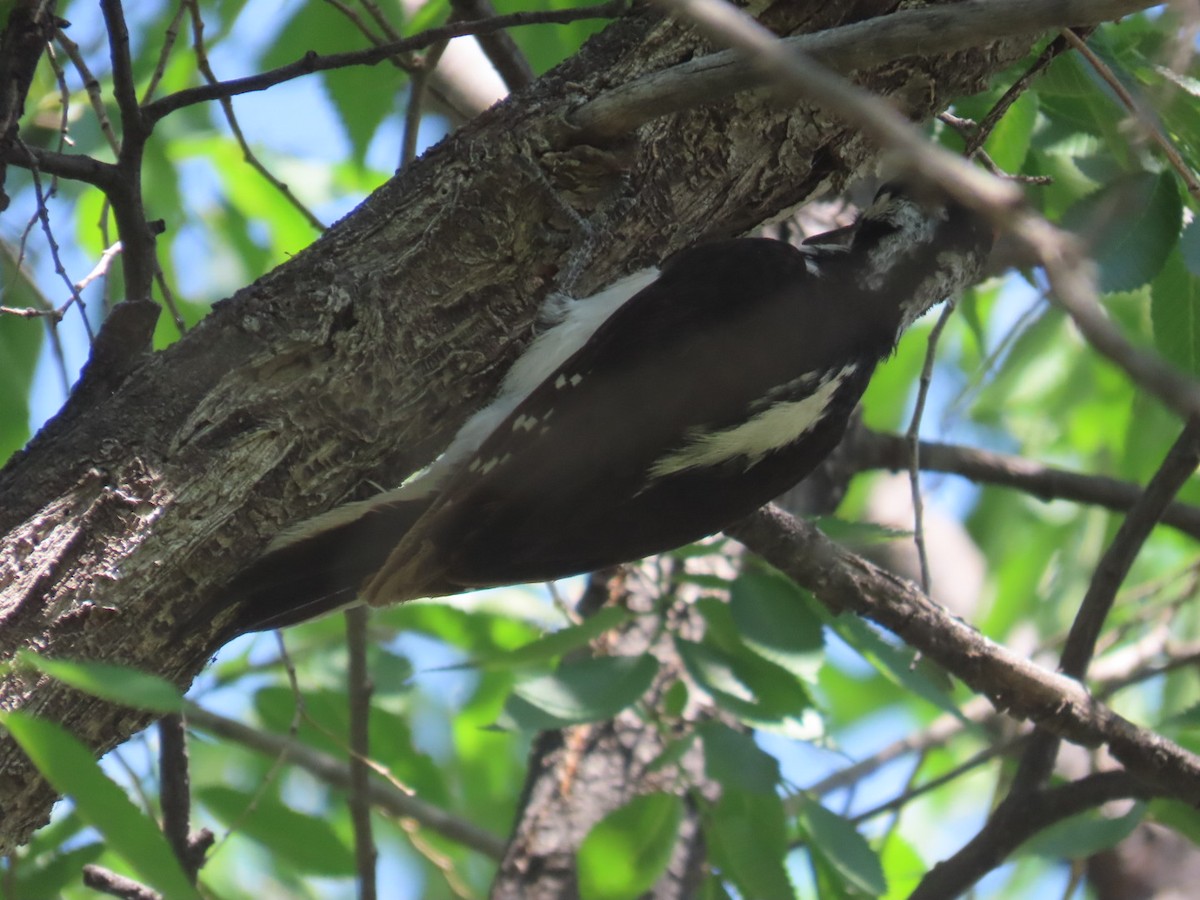 Hairy Woodpecker (Rocky Mts.) - ML638239143