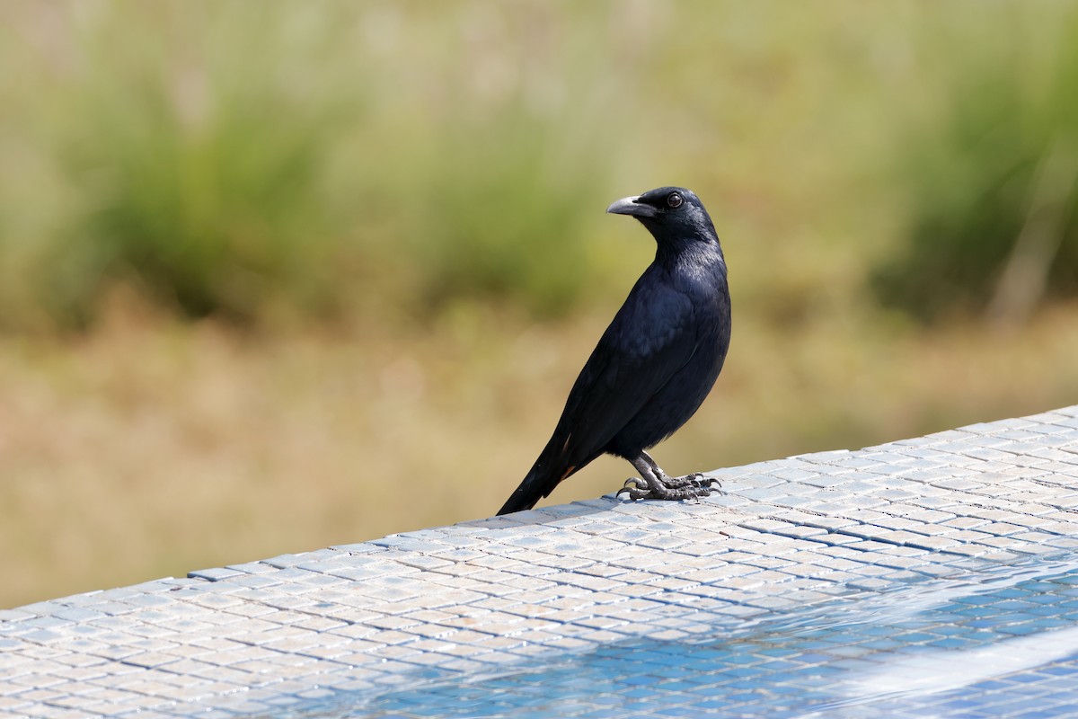 Red-winged Starling - ML638239182