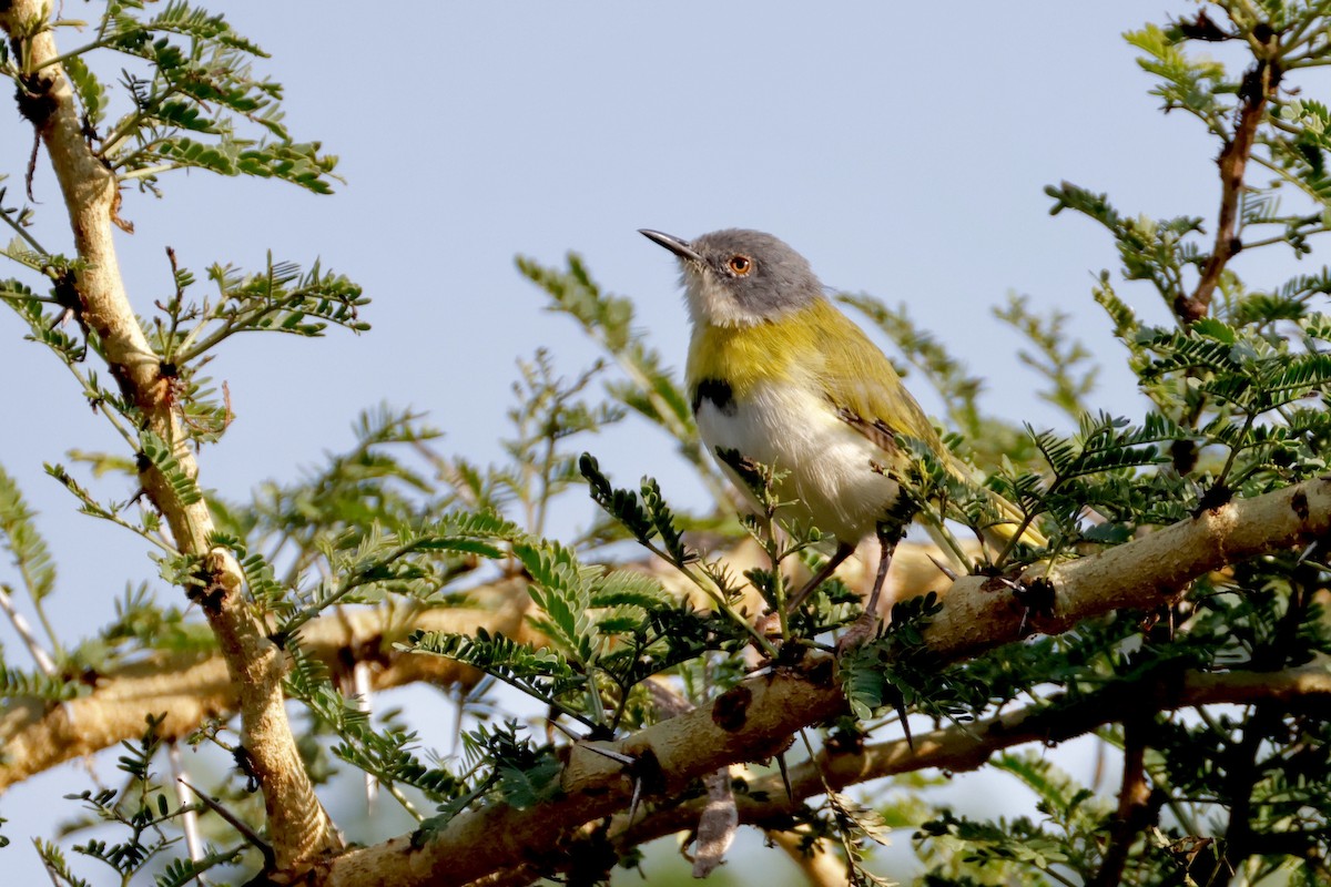 Yellow-breasted Apalis - ML638239197