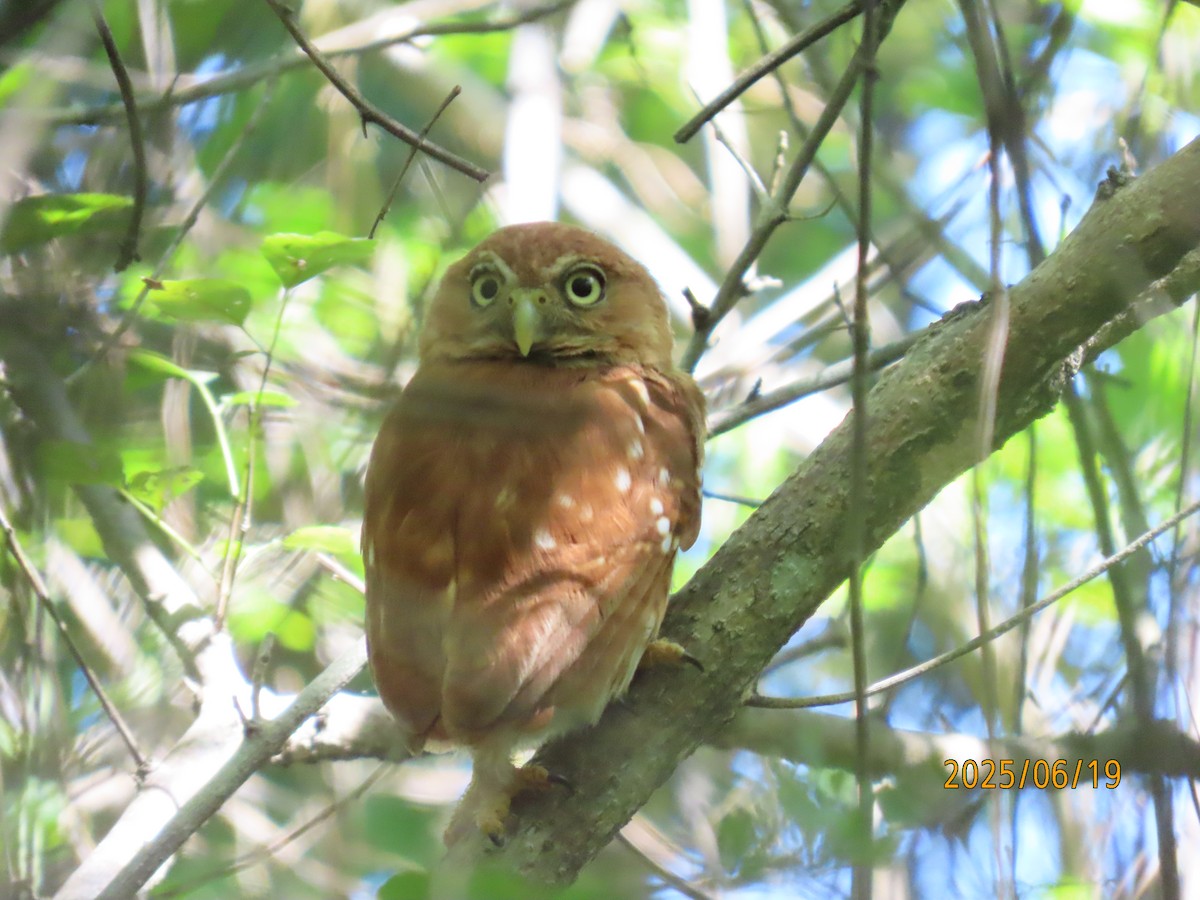 Ferruginous Pygmy-Owl - ML638239229