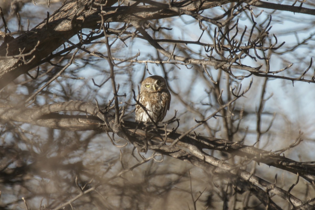 Pearl-spotted Owlet - ML638239230