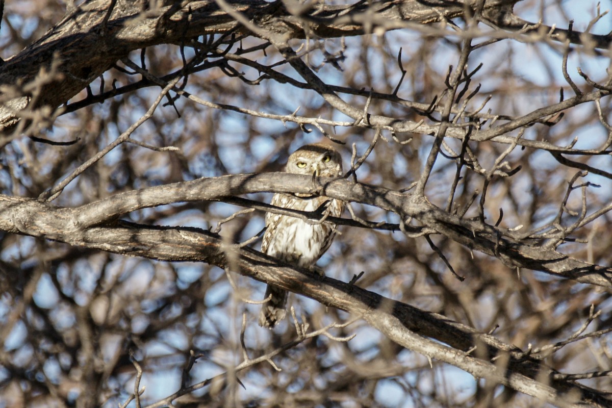 Pearl-spotted Owlet - ML638239231