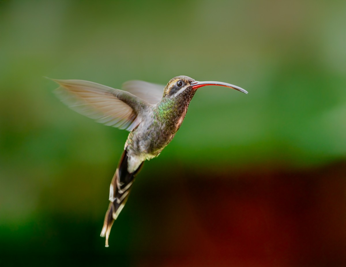 White-whiskered Hermit - ML638239235